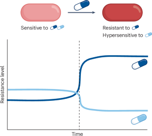 Evolutionary drivers of divergent collateral sensitivity responses during antibiotic therapy