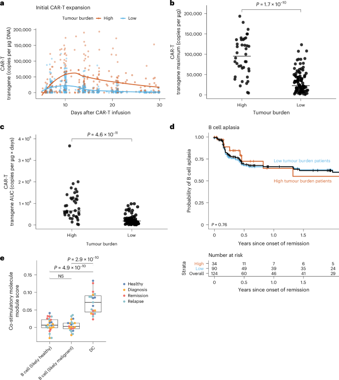 Directed evolution-based discovery of ligands for in vivo restimulation of chimeric antigen receptor T cells