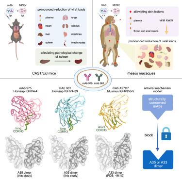 Structurally conserved human anti-A35 antibodies protect mice and macaques from mpox virus infection
