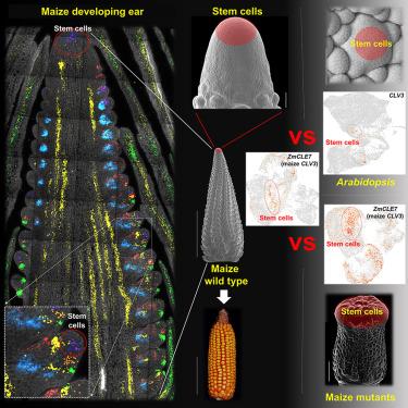 Large-scale single-cell profiling of stem cells identifies redundant regulators of shoot development and yield trait variation