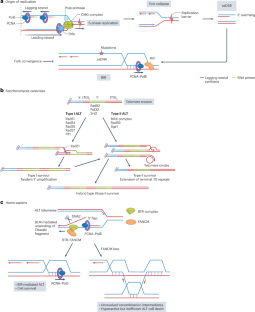 Mechanisms and genomic implications of break-induced replication