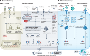 The expanding role of the NLRP3 inflammasome from periodic fevers to therapeutic targets