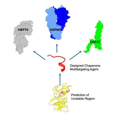 Design of multi-target peptide modulators for protein chaperone networks