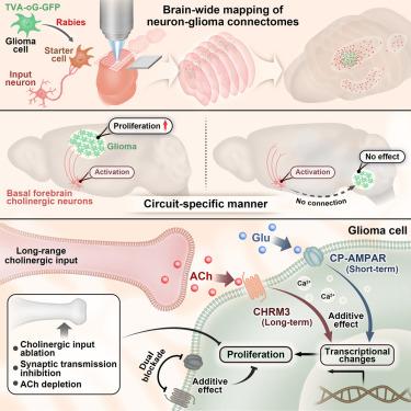 Long-range cholinergic input promotes glioblastoma progression.