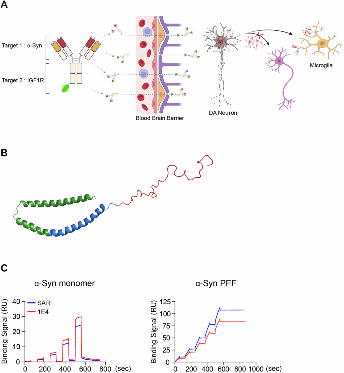 A brain-shuttled antibody targeting alpha synuclein aggregates for the treatment of synucleinopathies
