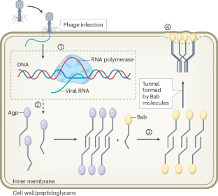 Amyloids in bacterial antiphage defence