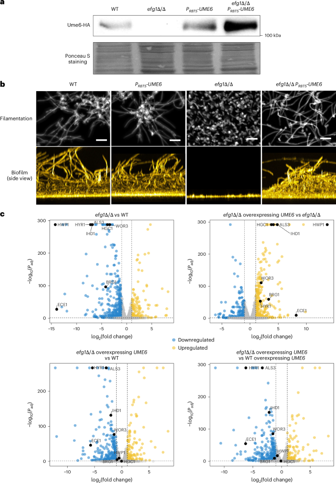 Ume6 protein complexes connect morphogenesis, adherence and hypoxic genes to shape Candida albicans biofilm architecture