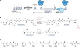 Biochemistry and regulation of histone lysine L-lactylation.