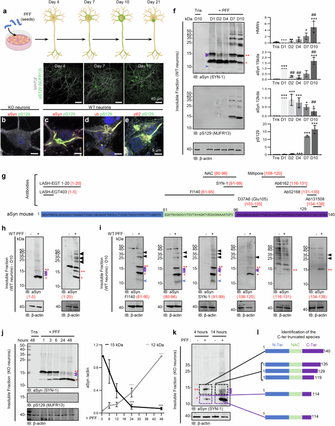 Differential role of C-terminal truncations on alpha-synuclein pathology and Lewy body formation