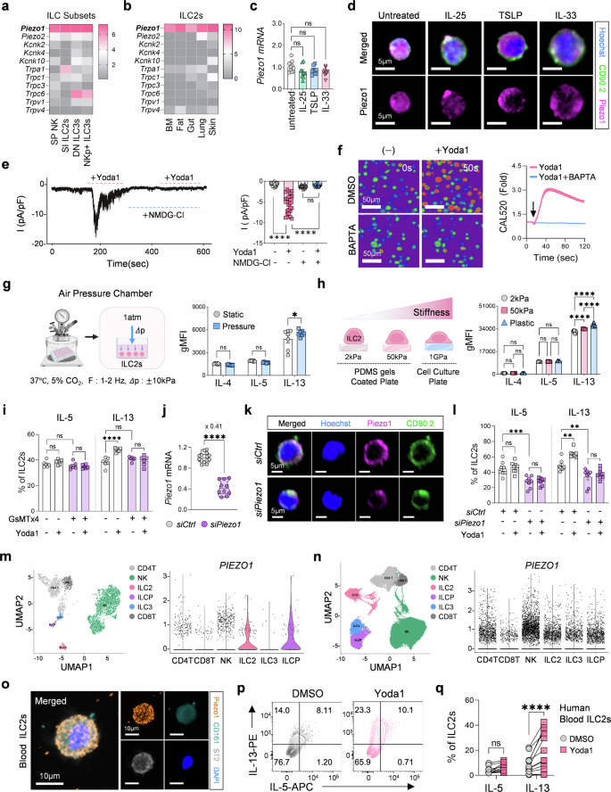 Piezo1-mediated mechanotransduction regulates the translational activity, function and lung pathogenicity of group 2 innate lymphoid cells