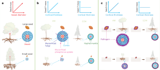 Arbuscular mycorrhizal association regulates global root–seed coordination