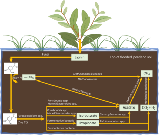Lignin is an overlooked methane source in anoxic ecosystems