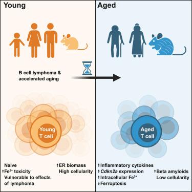 Lymphoma accelerates T cell and tissue aging