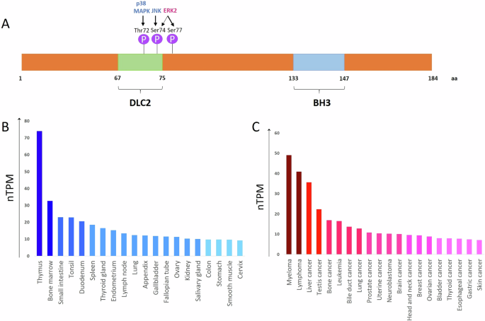 Bcl-2 modifying factor (Bmf): “a mysterious stranger” in the Bcl-2 family proteins
