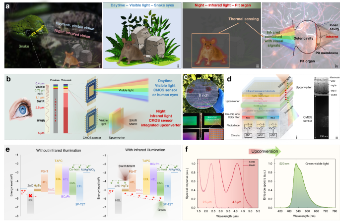 Infrared visualized snakes-inspired artificial vision systems with CMOS sensors-integrated upconverters