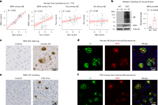 Midkine attenuates amyloid-β fibril assembly and plaque formation