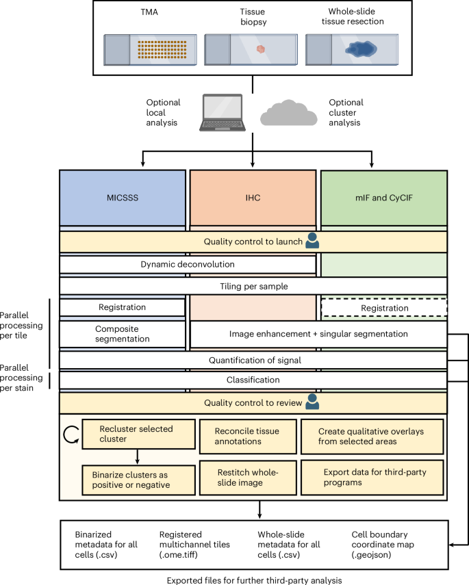 Multiparametric cellular and spatial organization in cancer tissue lesions with a streamlined pipeline