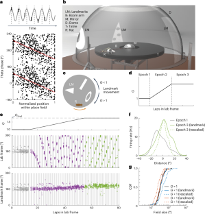 Allothetic and idiothetic spatial cues control the multiplexed theta phase coding of place cells