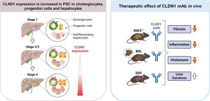 Claudin-1 is a mediator and therapeutic target in primary sclerosing cholangitis