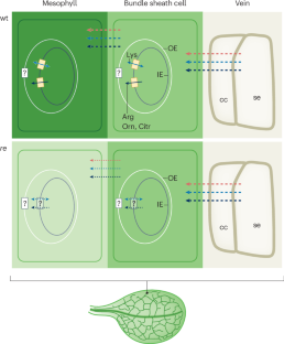 Reticulata weaves the metabolic net