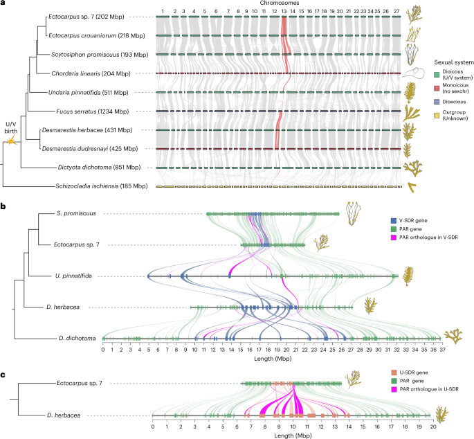 Origin and evolutionary trajectories of brown algal sex chromosomes