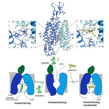 Cryo-EM structures of human OAT1 reveal drug binding and inhibition mechanisms