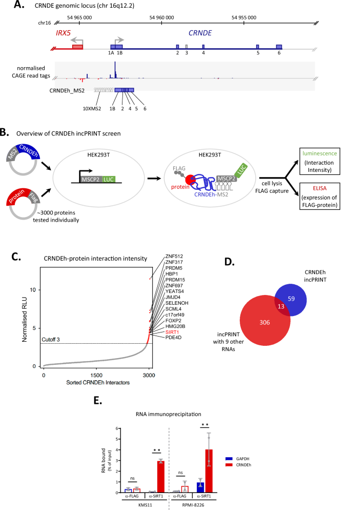 The long non-coding RNA CRNDE stabilises SIRT1 protein and influences Hedgehog signalling in multiple myeloma
