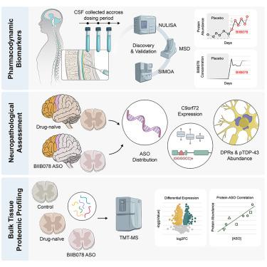Molecular impact of antisense oligonucleotide therapy in C9orf72-associated ALS