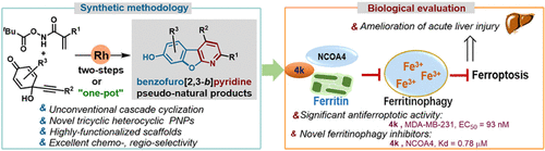 Identification of Benzofuro[2,3-b]pyridine Pseudonatural Product as a Novel Class of Ferritinophagy Inhibitors that Potently Suppress Ferroptosis