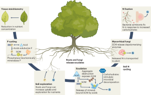 Plant nutrient acquisition under elevated CO2 and implications for the land carbon sink