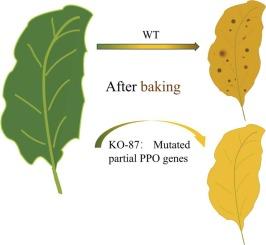Genome-wide characterization of polyphenol oxidase (PPO) gene family in tobacco and the molecular improvement of browning reaction for K326 tobacco leaves
