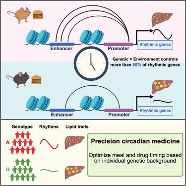 Genetics-nutrition interactions control diurnal enhancer-promoter dynamics and liver lipid metabolism