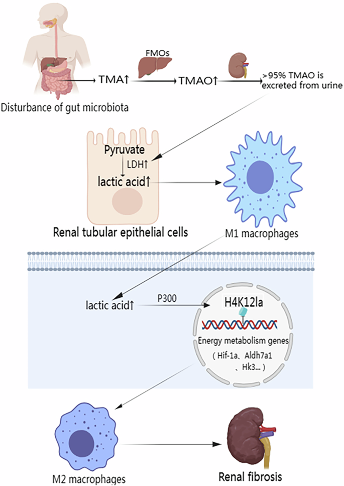 Intestinal metabolite TMAO promotes CKD progression by stimulating macrophage M2 polarization through histone H4 lysine 12 lactylation.