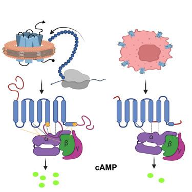 Cryo-EM structure of a cell-free synthesized full-length human β1-adrenergic receptor in complex with Gs