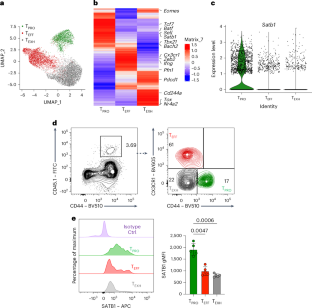 SATB1 is a key regulator of quiescence in stem-like CD8+ T cells