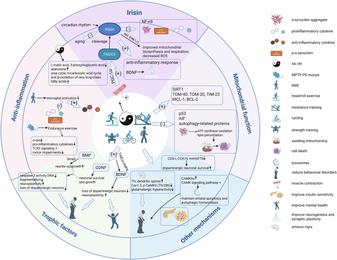New perspectives on molecular mechanisms underlying exercise-induced benefits in Parkinson’s disease