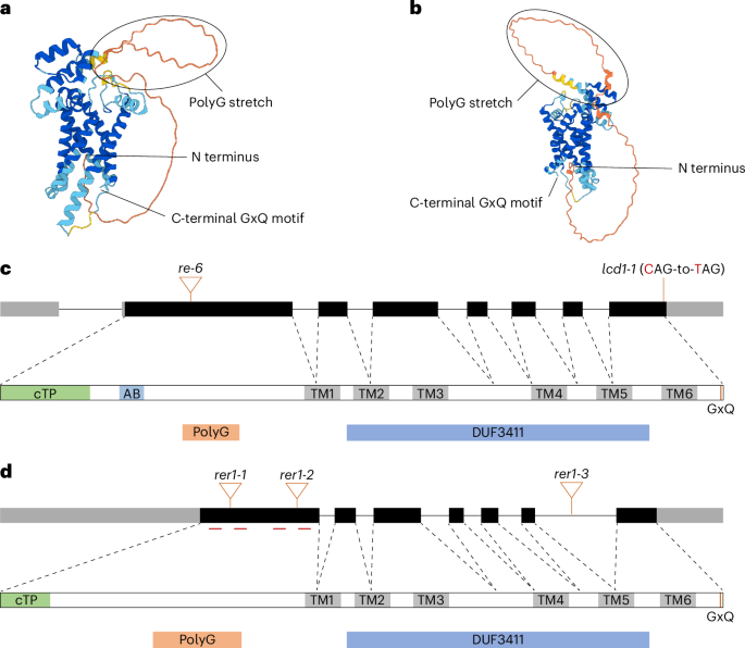 RETICULATA1 is a plastid-localized basic amino acid transporter