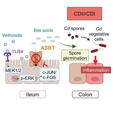 Veillonella intestinal colonization promotes C. difficile infection in Crohn’s disease
