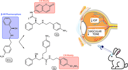 Repurposing Drug Metabolites into Dual β-Adrenergic Receptor–Carbonic Anhydrase Modulators as Potential Tools for Ocular Disorders
