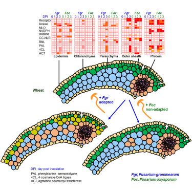 Single-cell transcriptomic analysis highlights specific cell types manipulated by Fusarium head blight fungus leading to wheat susceptibility