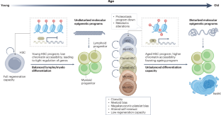 Haematopoietic ageing in health and lifespan