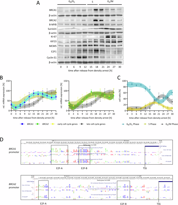 BRCA1 and BRCA2 gene expression: p53- and cell cycle-dependent repression requires RB and DREAM