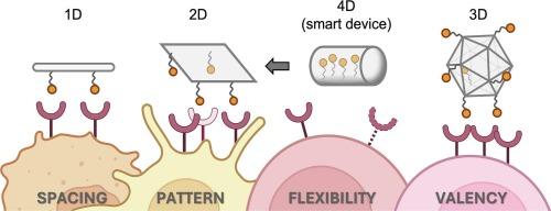 Multivalent engineering of bio interfaces with DNA-based nanomaterials