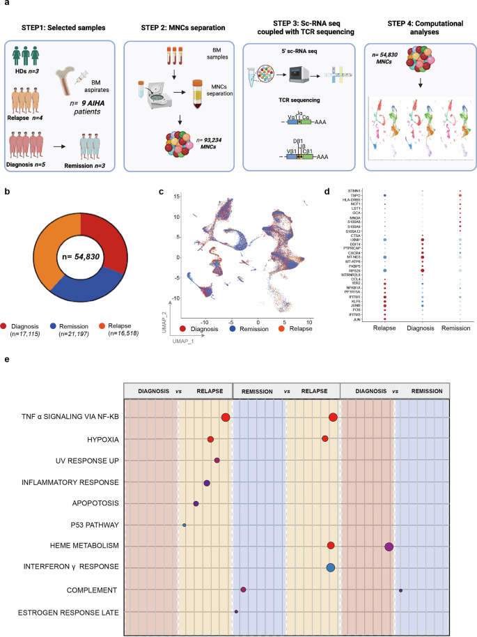 Bone marrow microenvironment in autoimmune hemolytic anemia: from trephine biopsy to single cell RNA sequencing