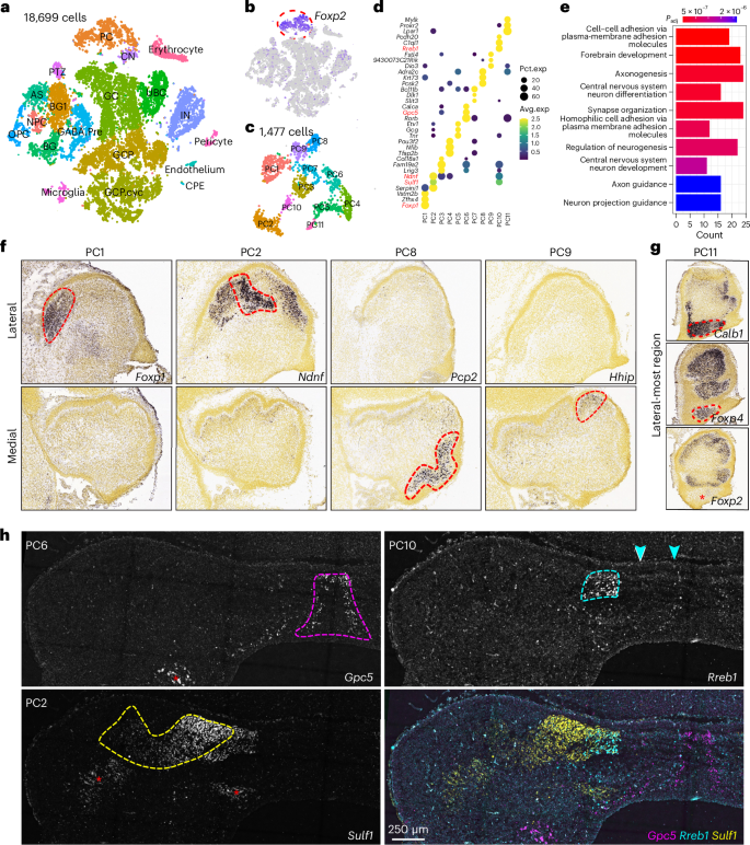 FOXP genes regulate Purkinje cell diversity and cerebellar morphogenesis