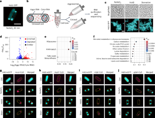 Aggresomes protect mRNA under stress in Escherichia coli