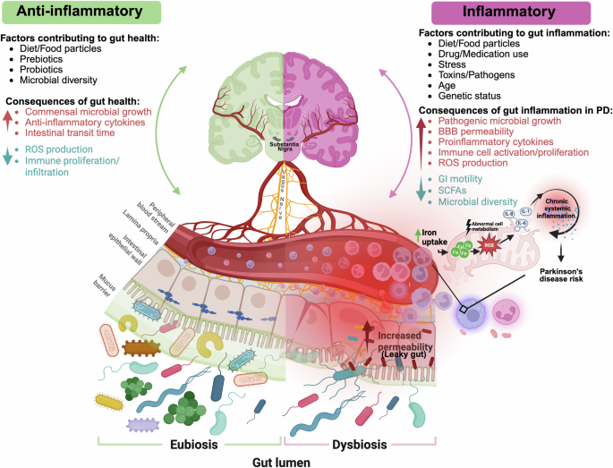 Iron mishandling in the brain and periphery in Parkinson's disease.