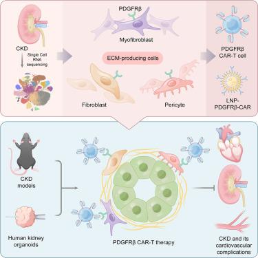 Targeting ECM-producing cells with CAR-T therapy alleviates fibrosis in chronic kidney disease