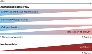 The evolution of cancer and ageing: a history of constraint