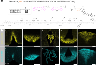 Lighting up targets of dual agonist therapies for diabetes and obesity
